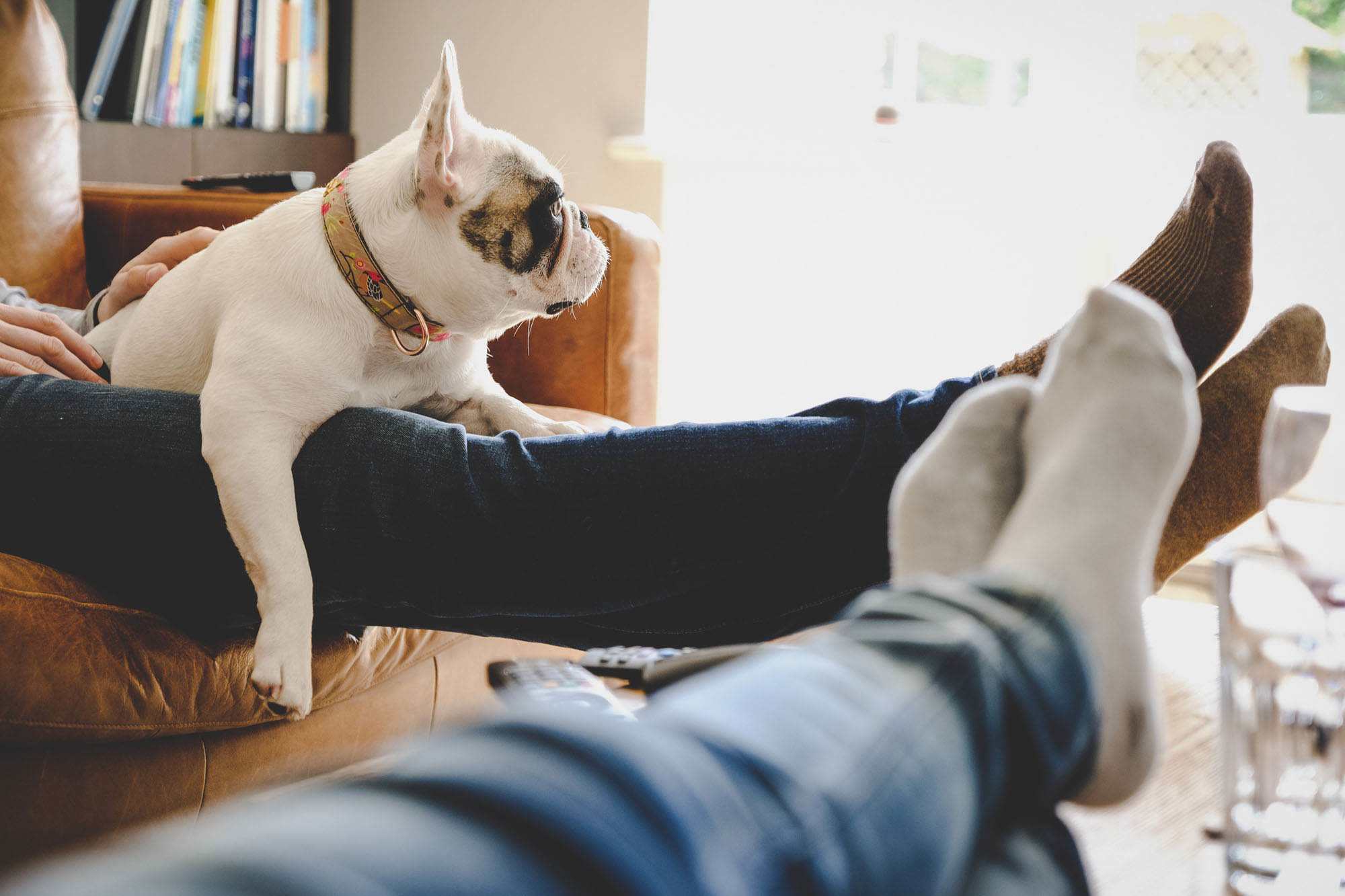 A French bulldog on a couch with its owner